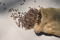 Black Wheat Whole Grains (Kala Gehun)